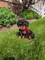 Max, a male Cavapoo for sale in Ohio, OH – 1 of 3