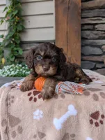 Riley , a male Cavapoo for sale in Ohio, OH – 2 of 4