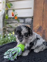 Snickers , a male Cavapoo for sale in Ohio, OH – 3 of 4
