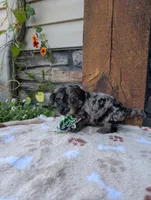 Snickers , a male Cavapoo for sale in Ohio, OH – 4 of 4