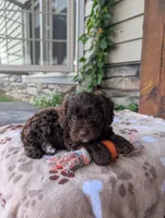 Rocky , a male Cavapoo for sale in Ohio, OH – 2 of 4