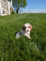 Misty , a female Cavapoo for sale in Ohio, OH – 3 of 5