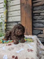 Coco, a female Cavapoo for sale in Ohio, OH – 2 of 4