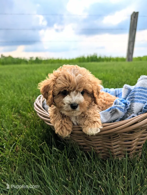 Teddy  – Cavapoo puppy for sale in Ohio, OH