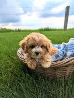 Teddy , a male Cavapoo for sale in Ohio, OH – 1 of 5