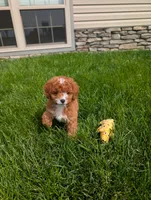 Jesscia , a female Cavapoo for sale in Ohio, OH – 2 of 3