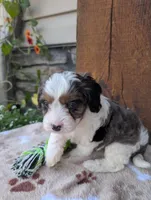 Brady , a male Cavapoo for sale in Ohio, OH – 2 of 4