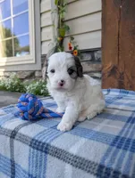 Trio, a male Cavapoo for sale in Ohio, OH – 4 of 4
