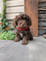 Cody , a male Cavapoo for sale in Ohio, OH – 3 of 4