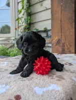Marley , a male Cavapoo for sale in Ohio, OH – 1 of 4