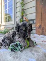 Teddy , a male Cavapoo for sale in Ohio, OH – 2 of 4