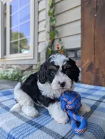 Tommy , a male Cavapoo for sale in Ohio, OH – 4 of 4