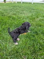 Melonie, a female Cavapoo for sale in Ohio, OH – 5 of 6