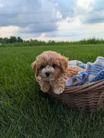 Teddy , a male Cavapoo for sale in Ohio, OH – 5 of 5