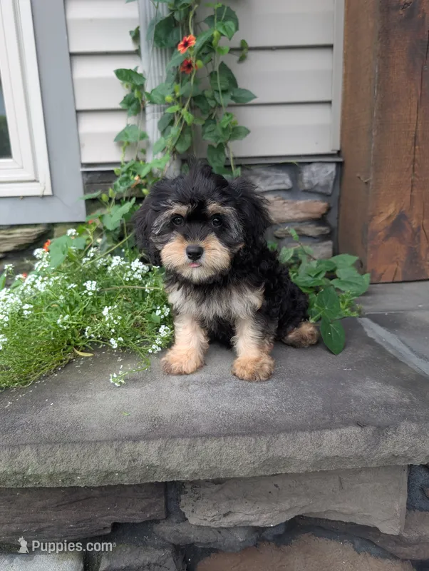 Candy  – Cavapoo puppy for sale in Ohio, OH