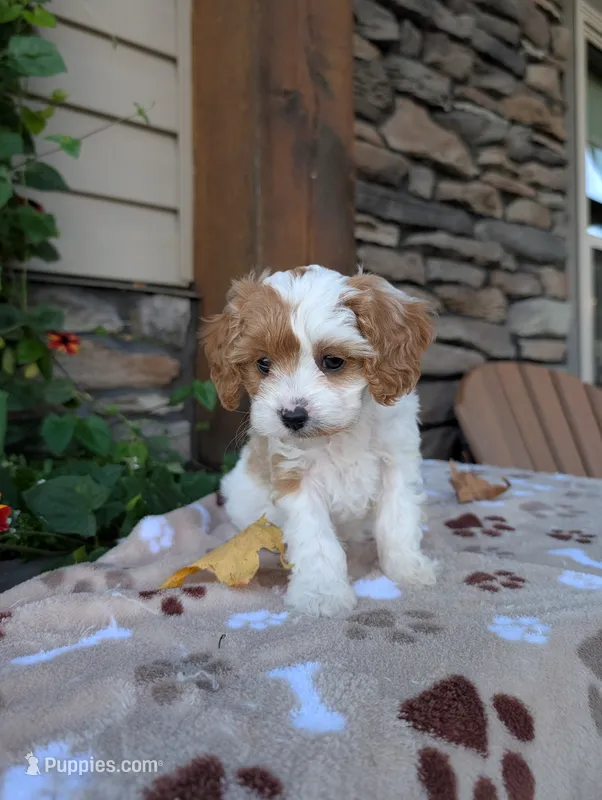 Barbie  – Cavapoo puppy for sale in Ohio, OH