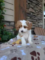 Barbie , a female Cavapoo for sale in Ohio, OH – 1 of 3