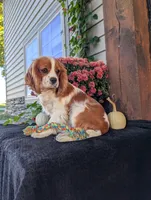 Bingo , a male Cavalier King Charles Spaniel for sale in Ohio, OH – 4 of 4