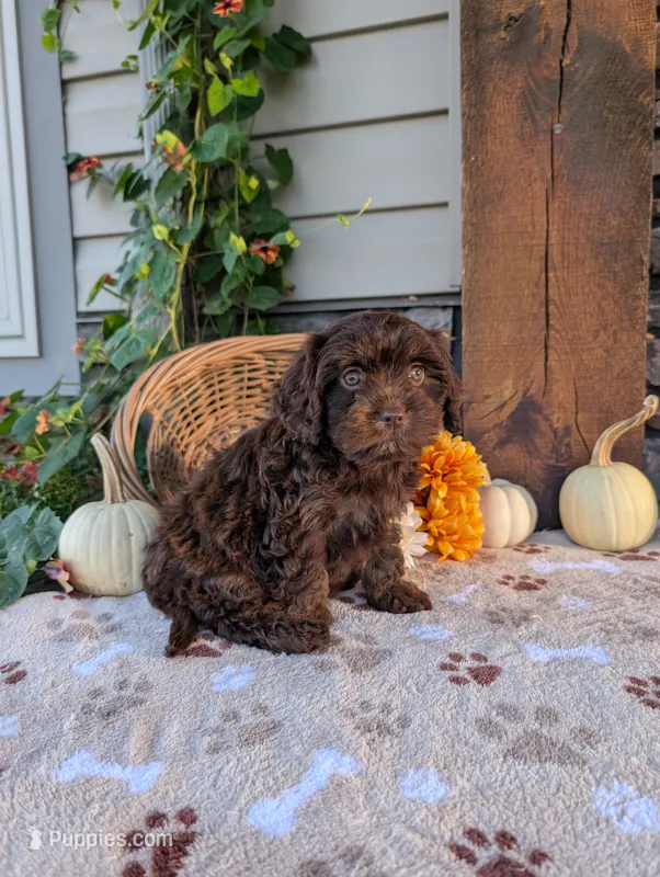Susie – Cavapoo puppy for sale in Ohio, OH