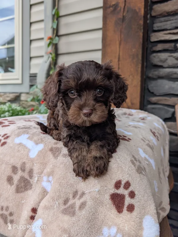 Caleb – Cavapoo puppy for sale in Ohio, OH