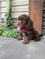Cody , a male Cavapoo for sale in Ohio, OH – 2 of 4