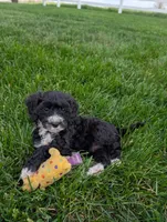 Melonie, a female Cavapoo for sale in Ohio, OH – 3 of 6
