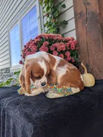 Bingo , a male Cavalier King Charles Spaniel for sale in Ohio, OH – 3 of 4