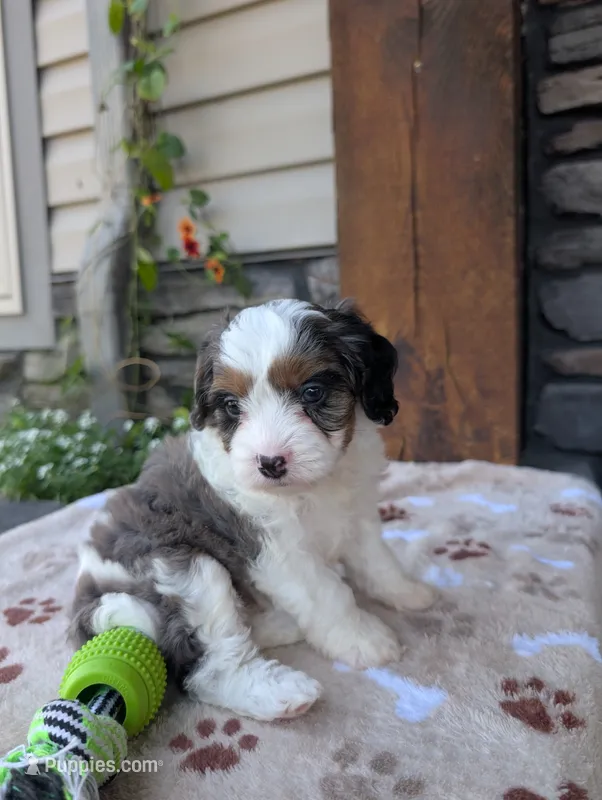 Brady  – Cavapoo puppy for sale in Ohio, OH