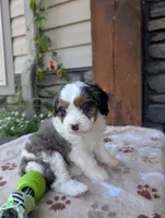 Brady , a male Cavapoo for sale in Ohio, OH – 1 of 4