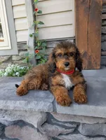 Marley , a male Cavapoo for sale in Ohio, OH – 1 of 4