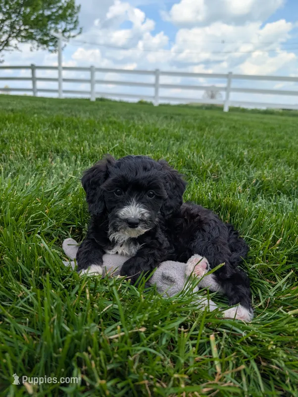 Melonie – Cavapoo puppy for sale in Ohio, OH