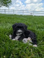 Melonie, a female Cavapoo for sale in Ohio, OH – 1 of 6