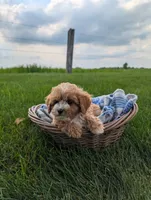 Teddy , a male Cavapoo for sale in Ohio, OH – 4 of 5