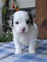 Trio, a male Cavapoo for sale in Ohio, OH – 2 of 4