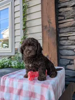 Coco, a female Cavapoo for sale in Ohio, OH – 4 of 4