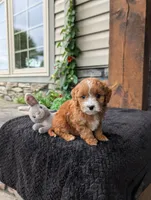 Sandy , a female Cavapoo for sale in Ohio, OH – 4 of 4