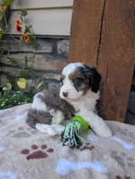 Brady , a male Cavapoo for sale in Ohio, OH – 3 of 4