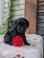 Marley , a male Cavapoo for sale in Ohio, OH – 3 of 4