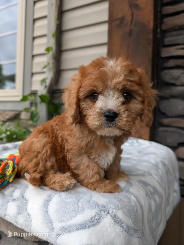Memory  – Cavapoo puppy for sale in Ohio, OH