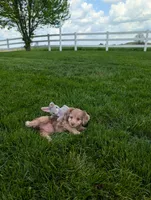 Twixi, a female Cavapoo for sale in Ohio, OH – 5 of 5