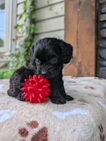 Marley , a male Cavapoo for sale in Ohio, OH – 2 of 4