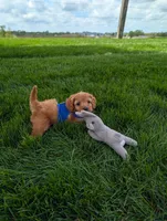 Winston , a male Cavapoo for sale in Ohio, OH – 2 of 5