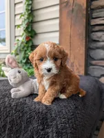 Sandy , a female Cavapoo for sale in Ohio, OH – 3 of 4