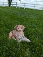 Twixi, a female Cavapoo for sale in Ohio, OH – 4 of 5
