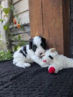 Toby , a male Cavapoo for sale in Ohio, OH – 4 of 4