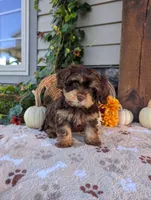 Skipper, a male Cavapoo for sale in Ohio, OH – 2 of 3