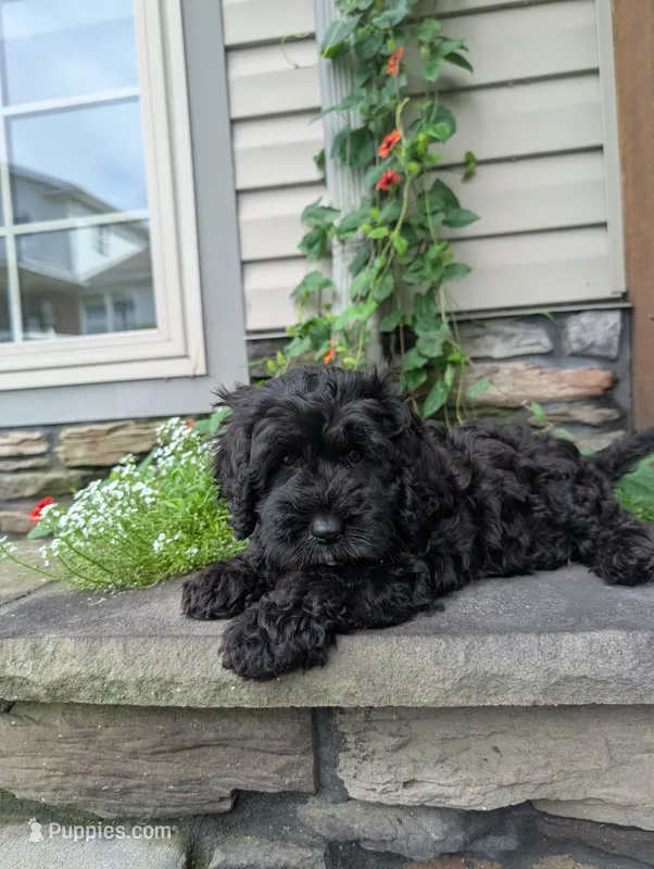 Scotty  – Cavapoo puppy for sale in Ohio, OH