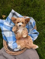 Teddy , a male Cavapoo for sale in Ohio, OH – 2 of 5