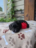 Marley , a male Cavapoo for sale in Ohio, OH – 4 of 4