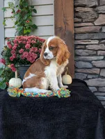 Bingo , a male Cavalier King Charles Spaniel for sale in Ohio, OH – 2 of 4